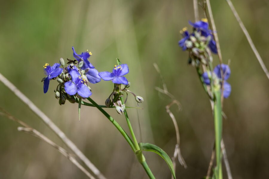 Spiderwort Flowers In Field