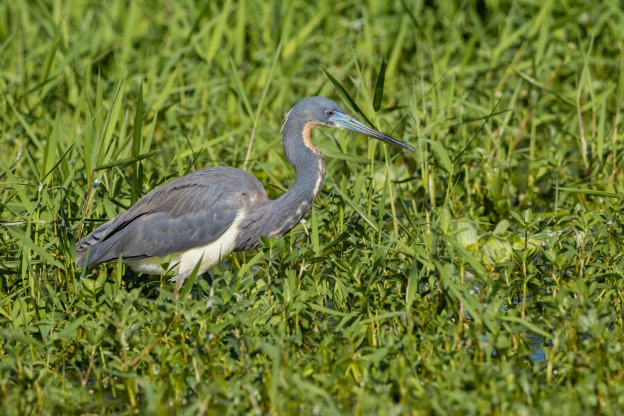 Tri Colored Heron Ready To Strike