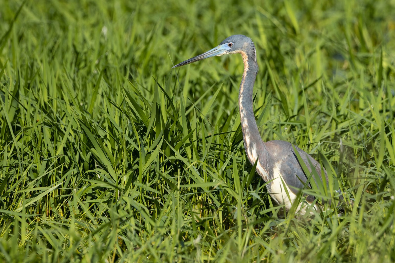 Tri Colored Heron Walking Through Long Grass