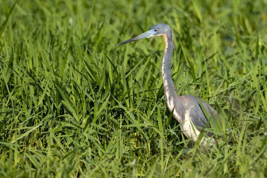 Tri Colored Heron Walking Through Long Grass