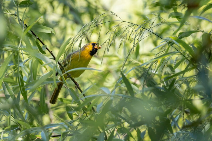 Yellow Cardinal Eating Willow Seeds