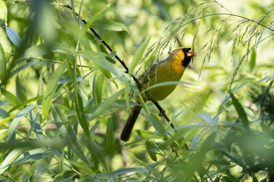 Yellow Cardinal Feeding On Willow Seeds