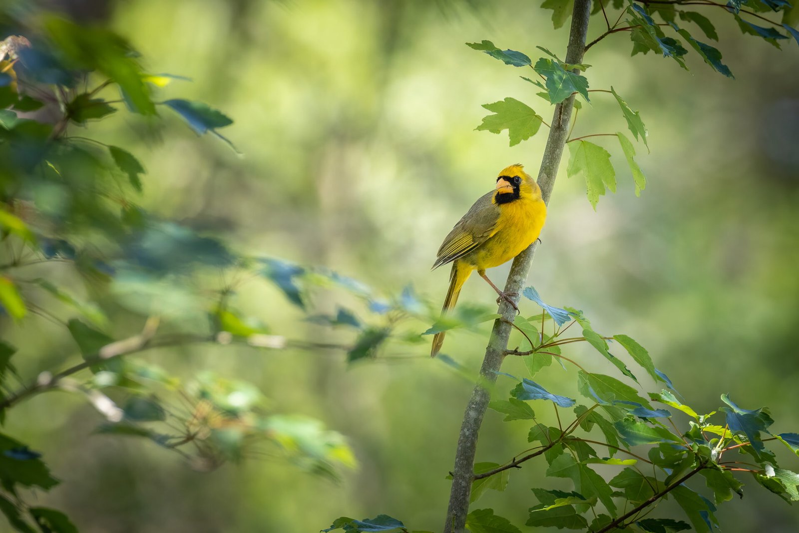 Yellow Cardinal Looking Back From Branch