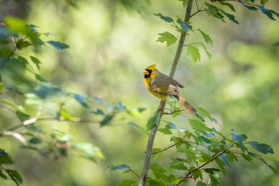 Yellow Cardinal Perched In Maple Tree