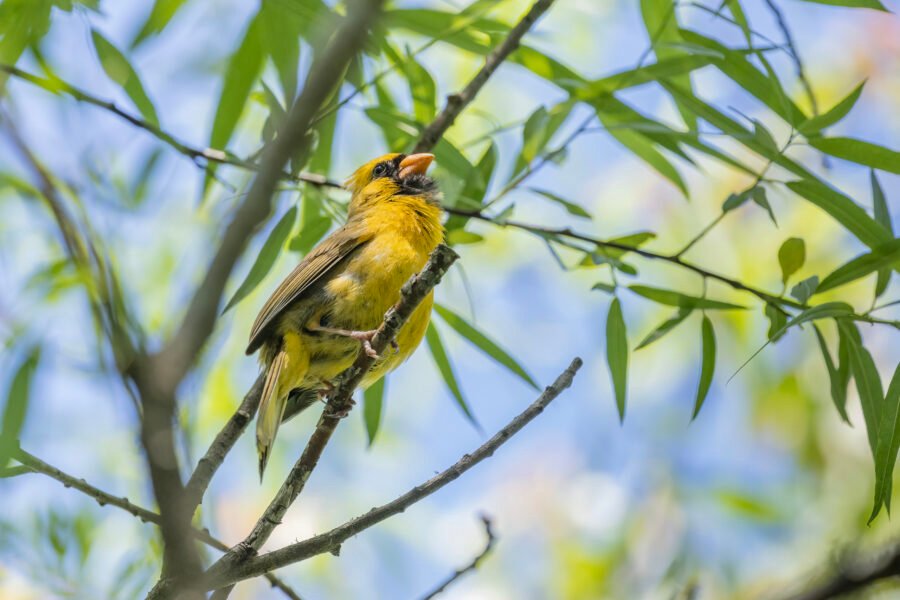 Yellow Cardinal Perched On Willow Branch