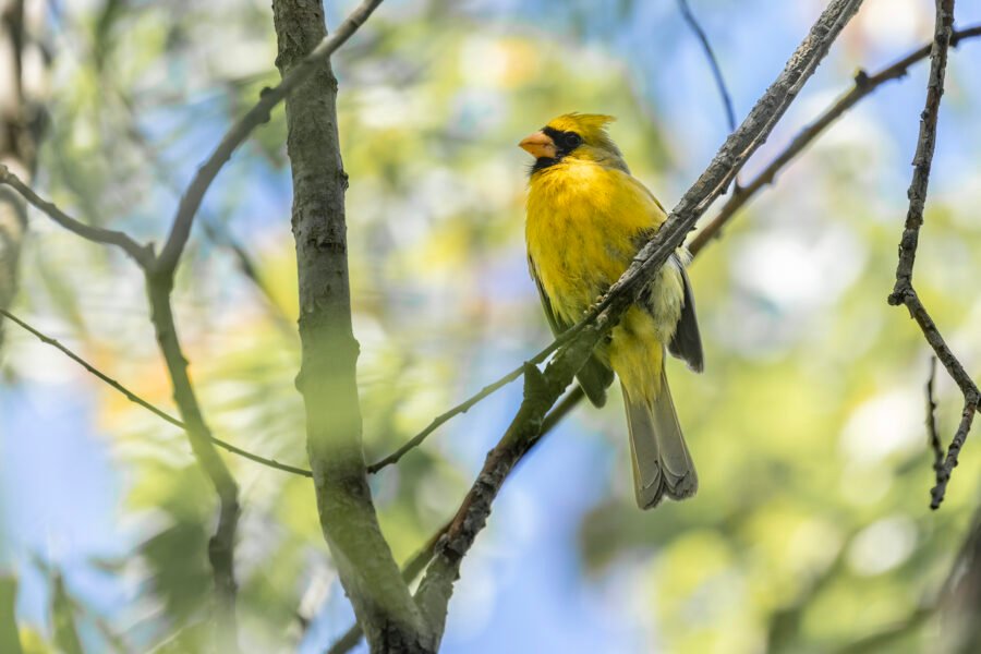 Yellow Cardinal Resting In Willow Tree