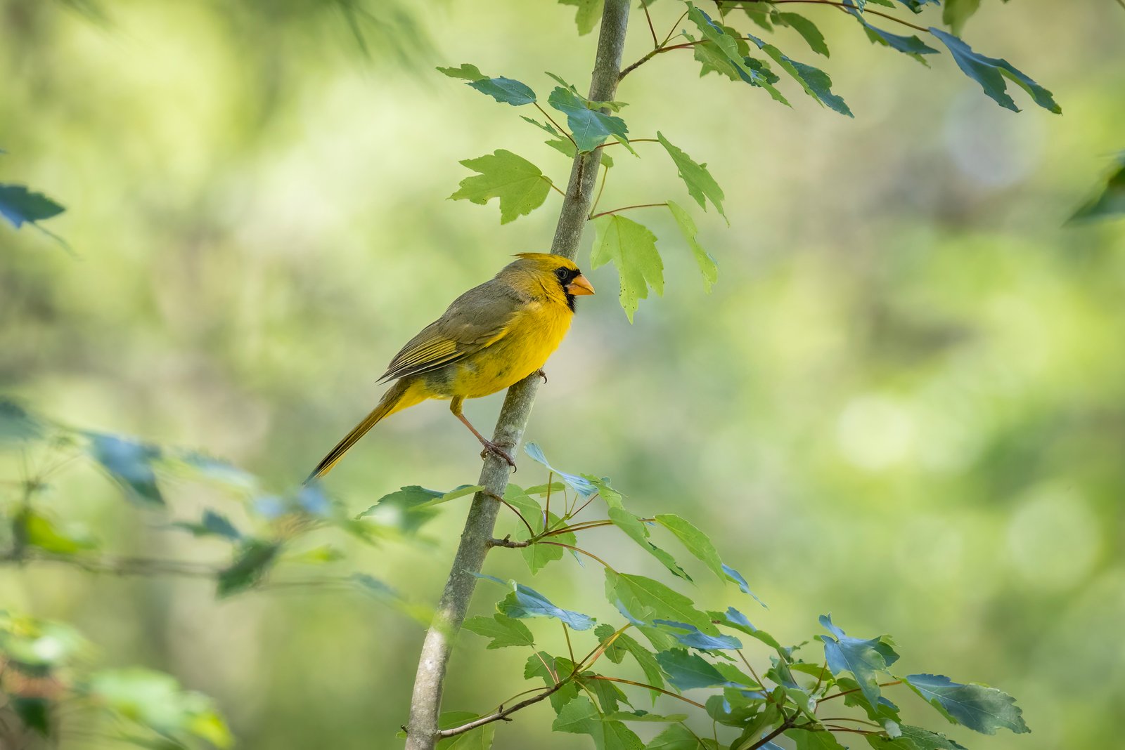 Yellow Cardinal Sitting On Branch