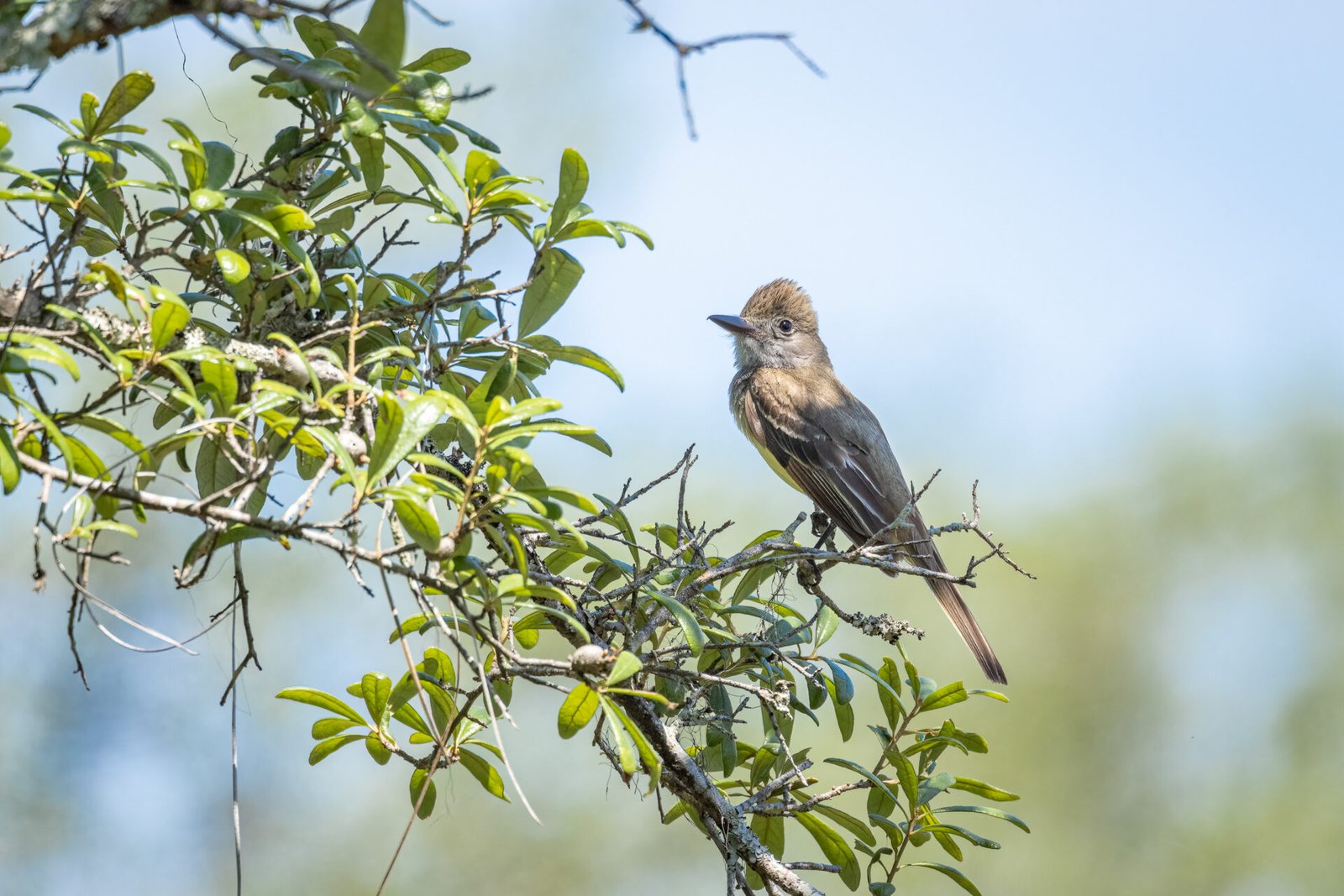Great Crested Flycatcher Sitting In Scrub Oak