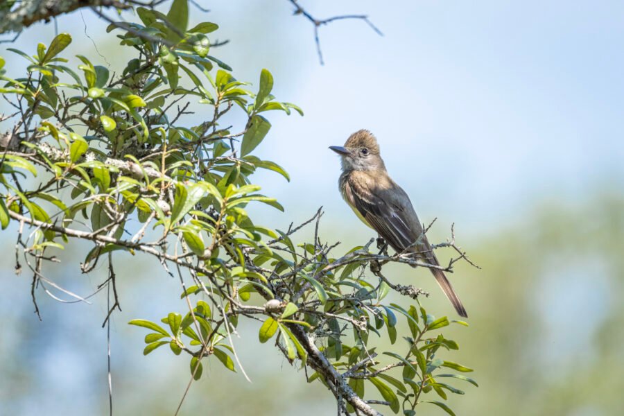 Great Crested Flycatcher Sitting In Scrub Oak