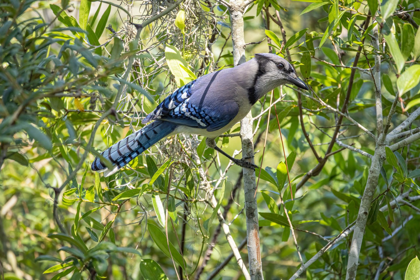 Blue Jay Hopping Through Scrub Oak