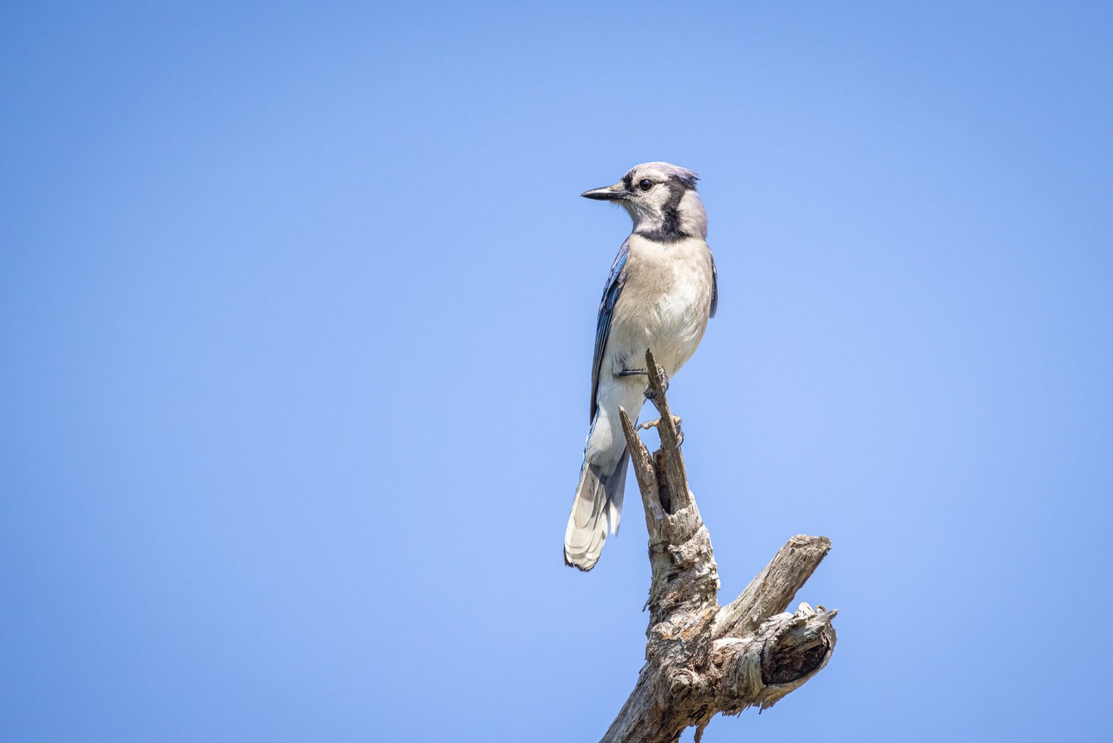 Blue Jay Perched At Top Of Dead Tree