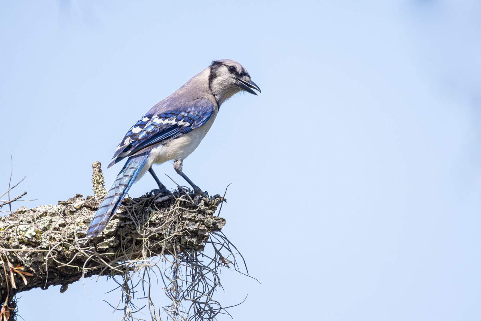 Blue Jay Sitting On End Of Pine Branch With Moss
