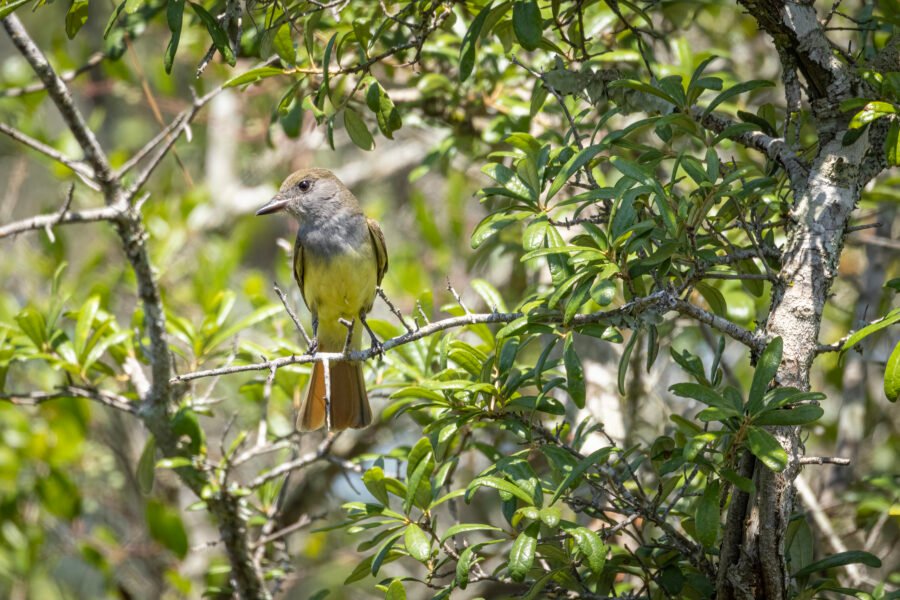 Great Crested Flycatcher Looking Down From Scrub Oak