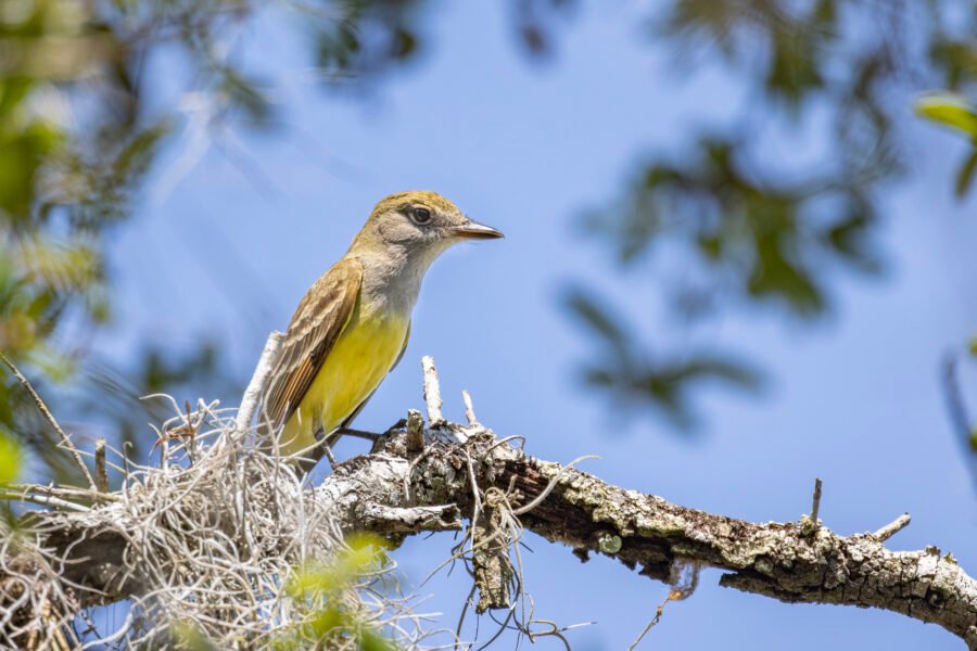 Great Crested Flycatcher Perched On Pine Branch