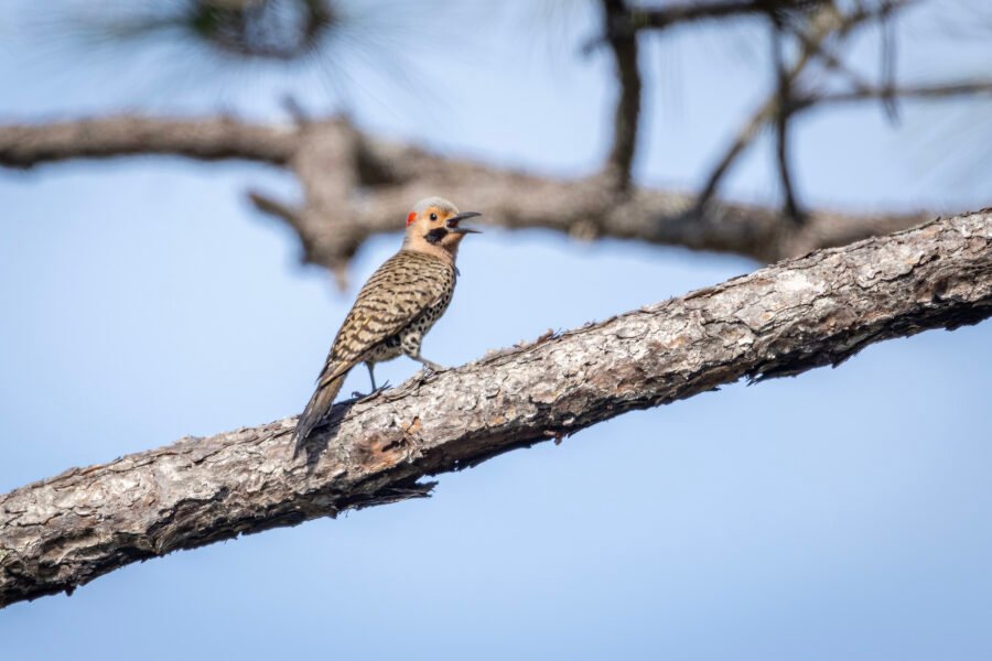 Northern Flicker Calling From Pine Tree