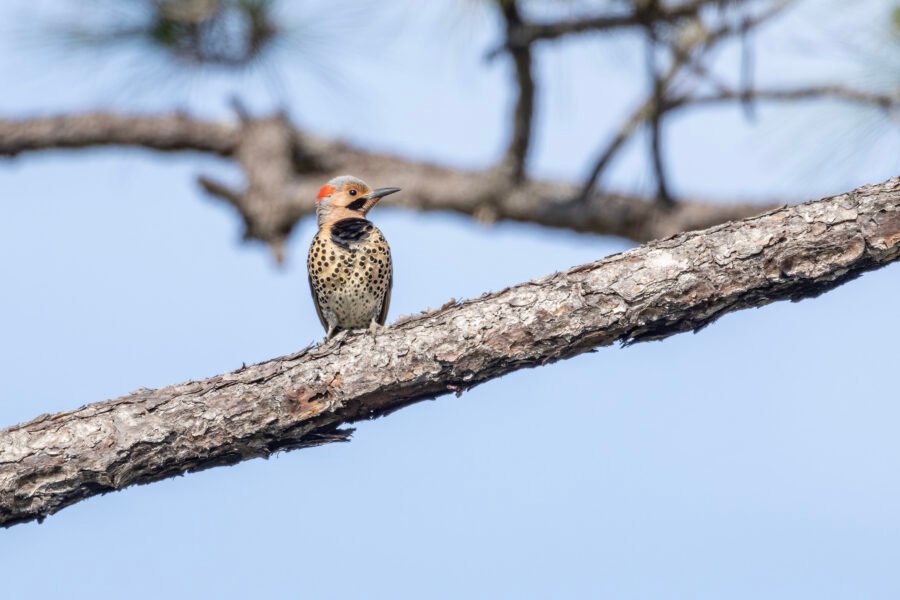 Northern Flicker Perched In Pine Tree