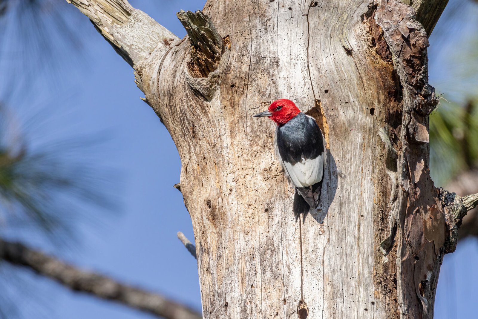 Red Headed Woodpecker Climbing Tree