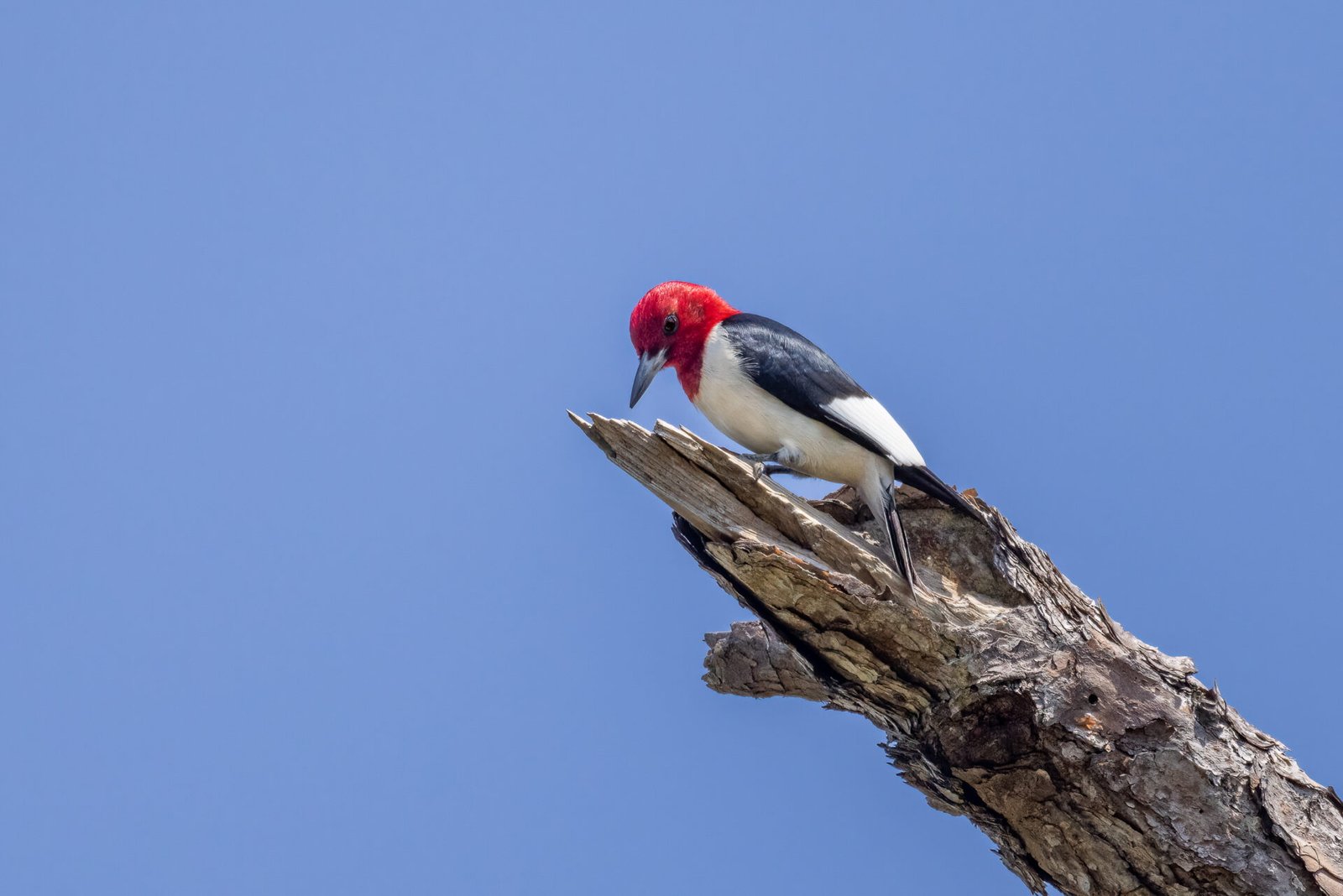 Red Headed Woodpecker Digging For Insects