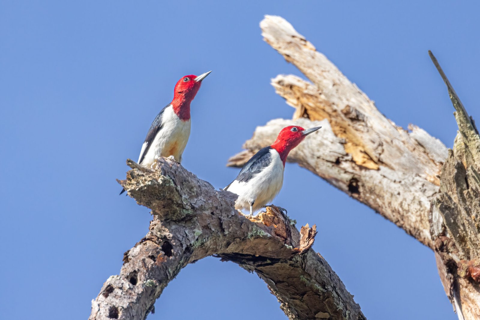 Red Headed Woodpecker Pair Perched In Tree
