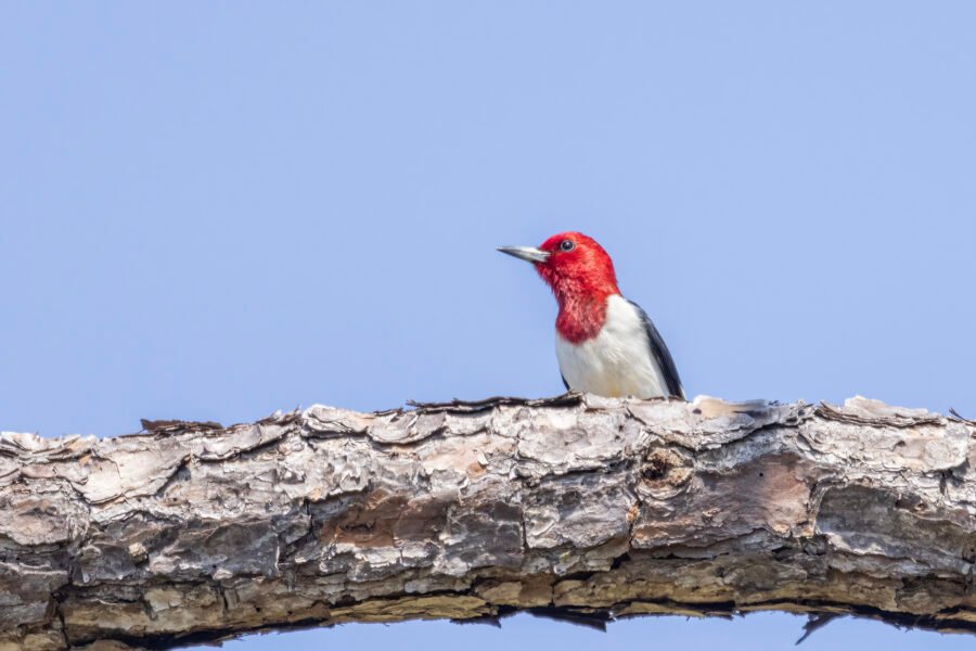 Red Headed Woodpecker Perched On Pine Tree Branch