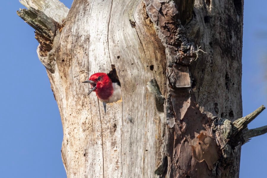 Red Headed Woodpecker Poking Head Out Of Hole In Tree