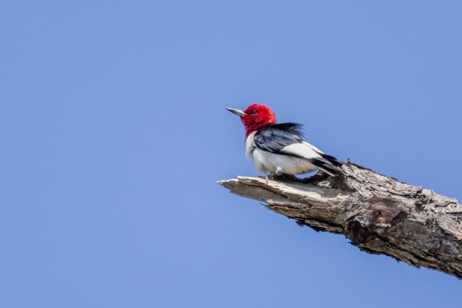 Red Headed Woodpecker Resting On End Of Tree Branch