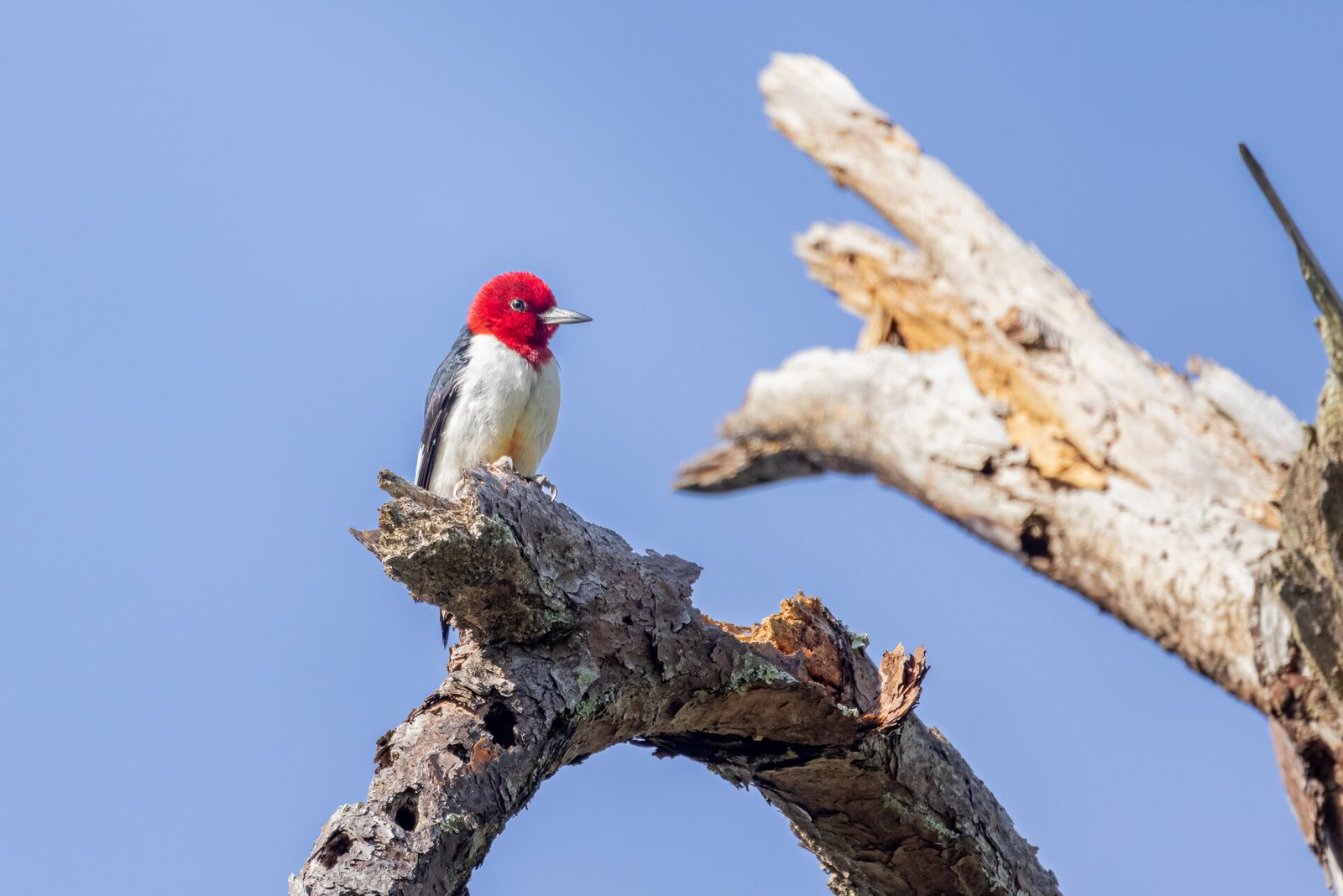 Red Headed Woodpecker Resting On Tree Branch