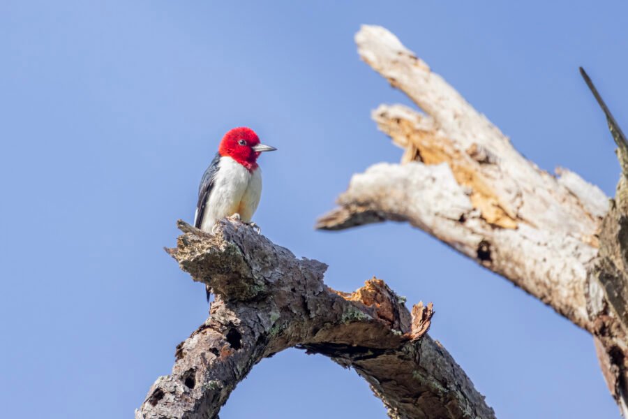 Red Headed Woodpecker Resting On Tree Branch