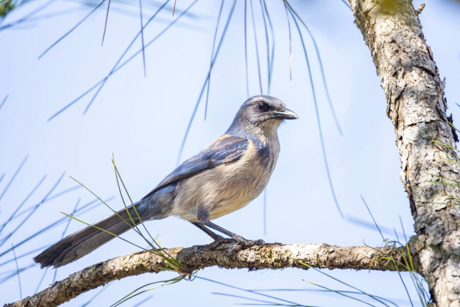 Scrub Jay Hopping Through Pine Branches