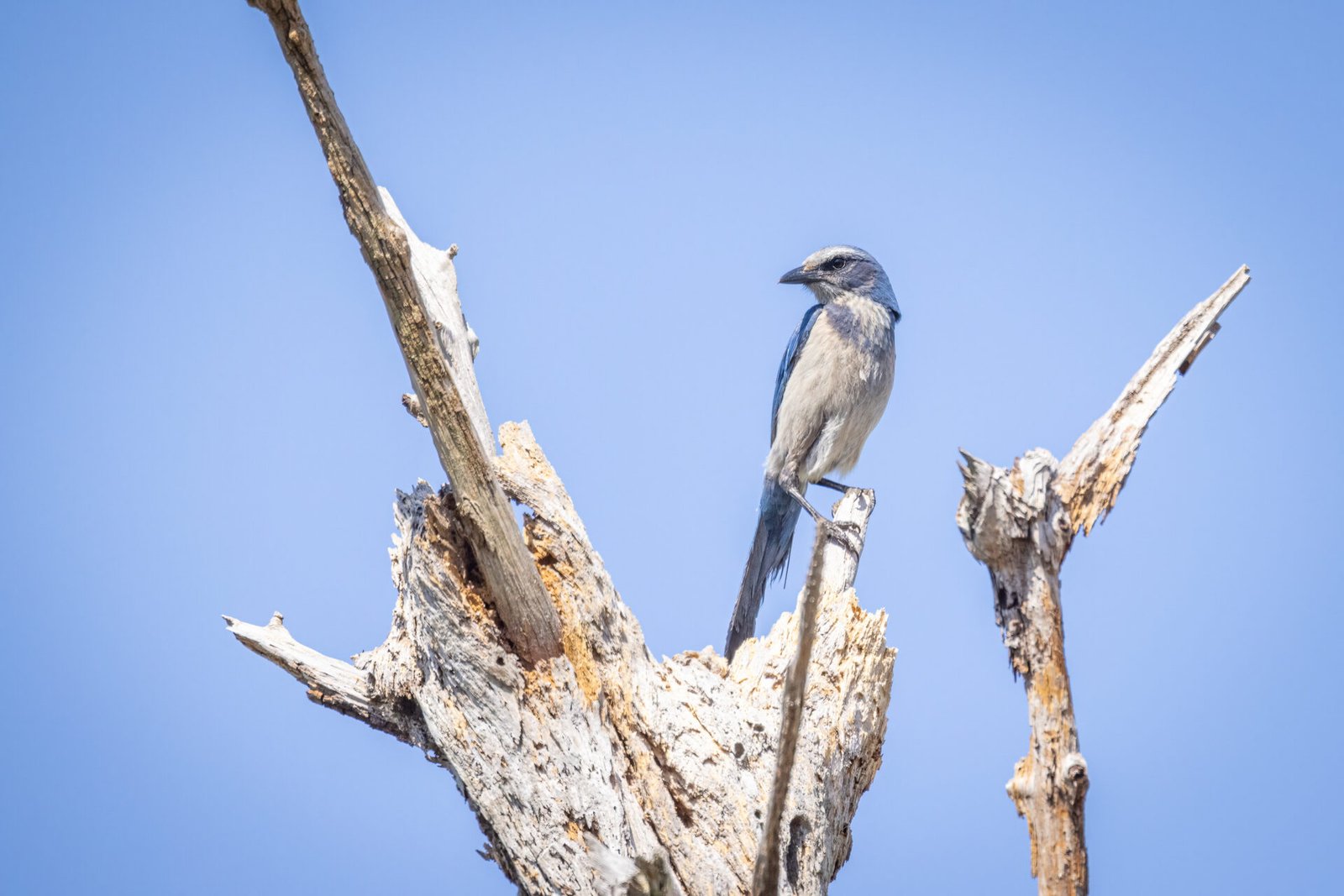 Scrub Jay Perched At Top Of Dead Tree