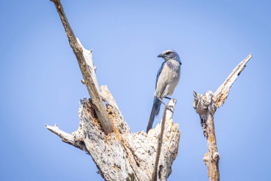 Scrub Jay Perched At Top Of Dead Tree