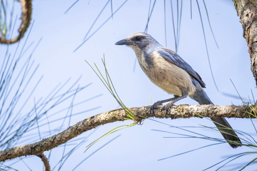 Scrub Jay Perched On Pine Branch