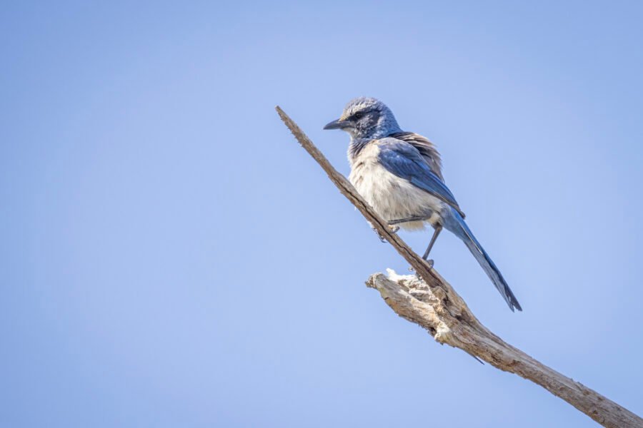Scrub Jay Sitting On Limb Of Dead Tree
