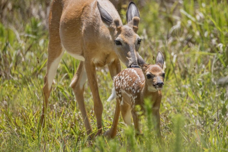 Whitetail Deer Buck Nudging Fawn