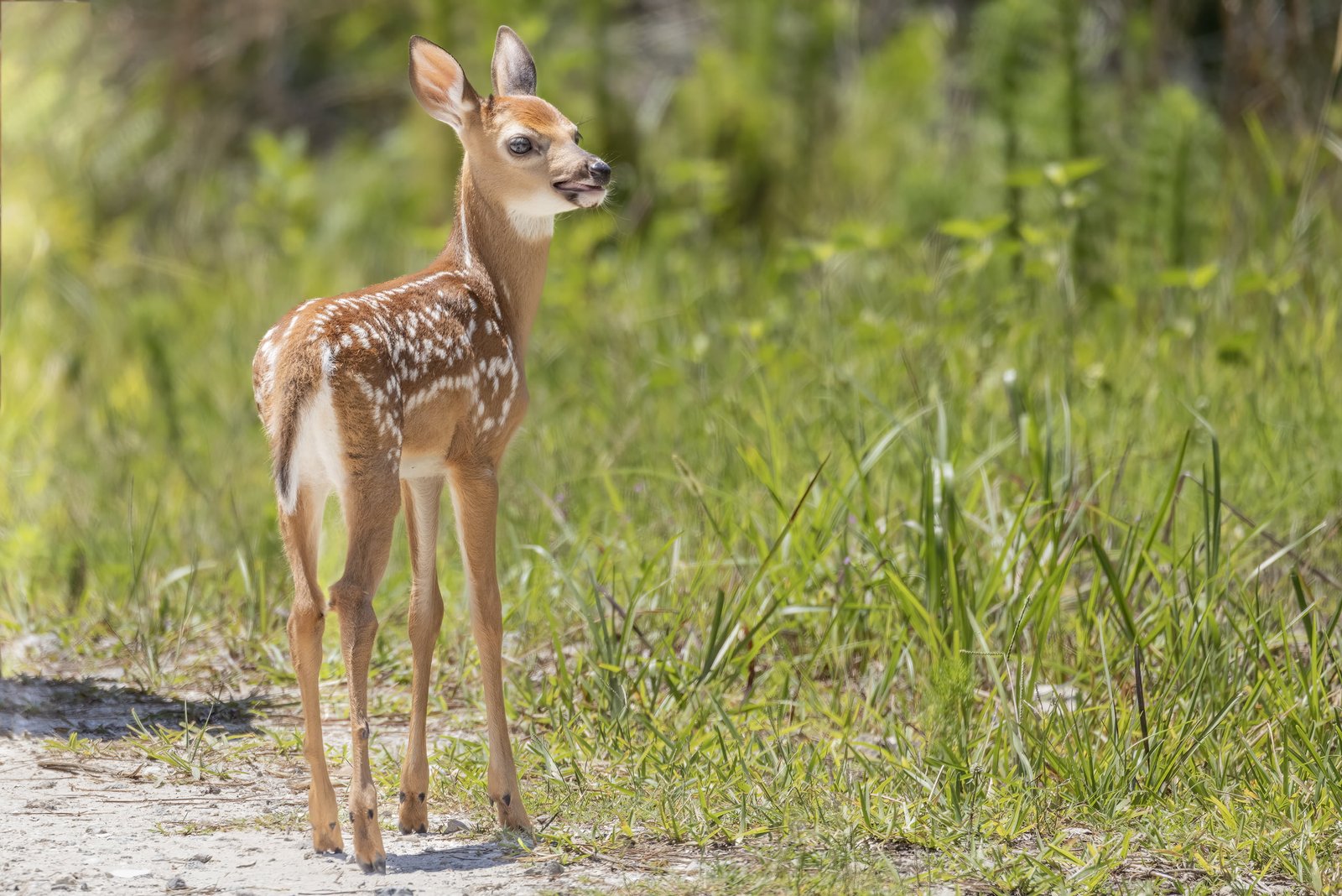 Whitetail Deer Fawn Looking For Other Fawn