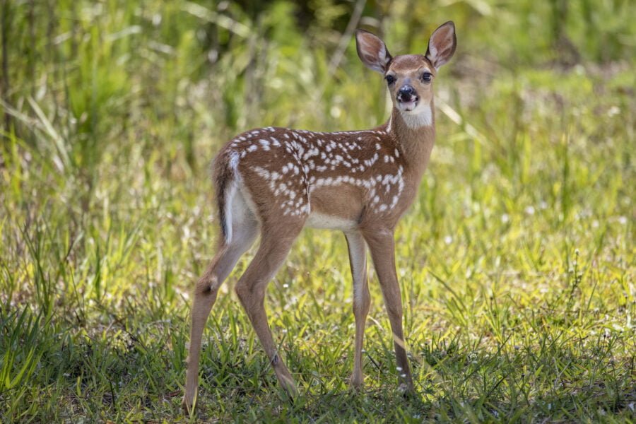 Whitetail Deer Fawn Looking Back For Sibling