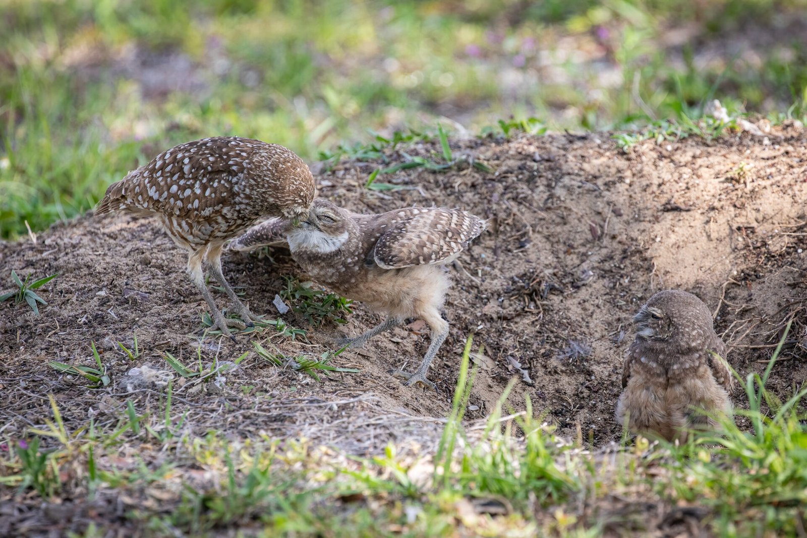 Burrowing Owl Baby Getting Lunch From Parent