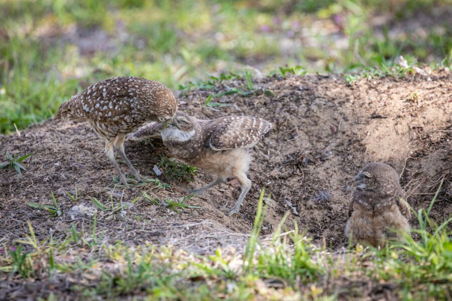 Burrowing Owl Baby Getting Lunch From Parent