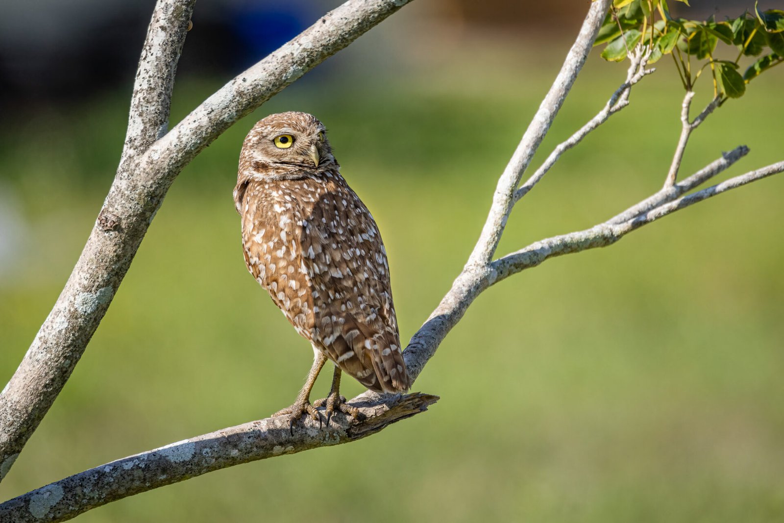 Burrowing Owl Perched In Tree Looking Back