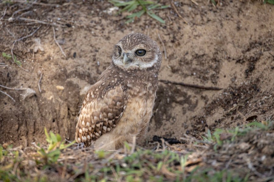 Young Burrowing Owl Sitting Outside Den