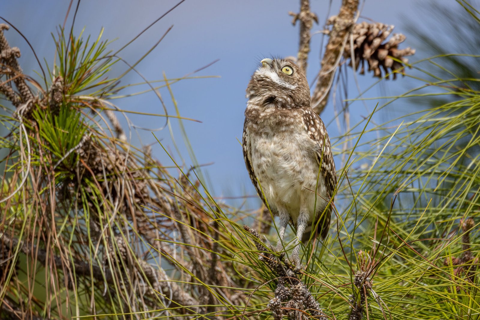 Burrowing Owl Keeping An Eye On The Sky