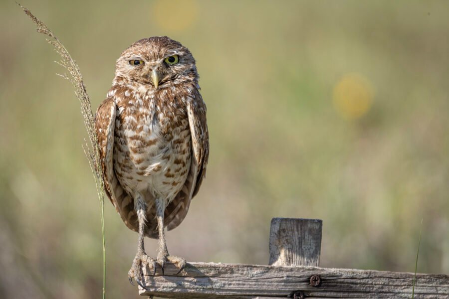 Burrowing Owl On Stake With Grass Stem Blowing