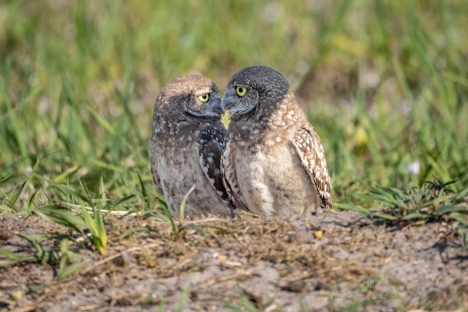 Burrowing Owl Pair Having A Stare Down