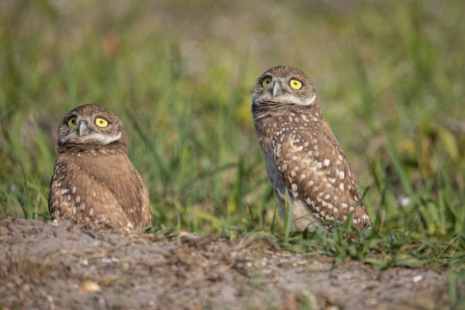 Burrowing Owl Pair Looking Up For Predators