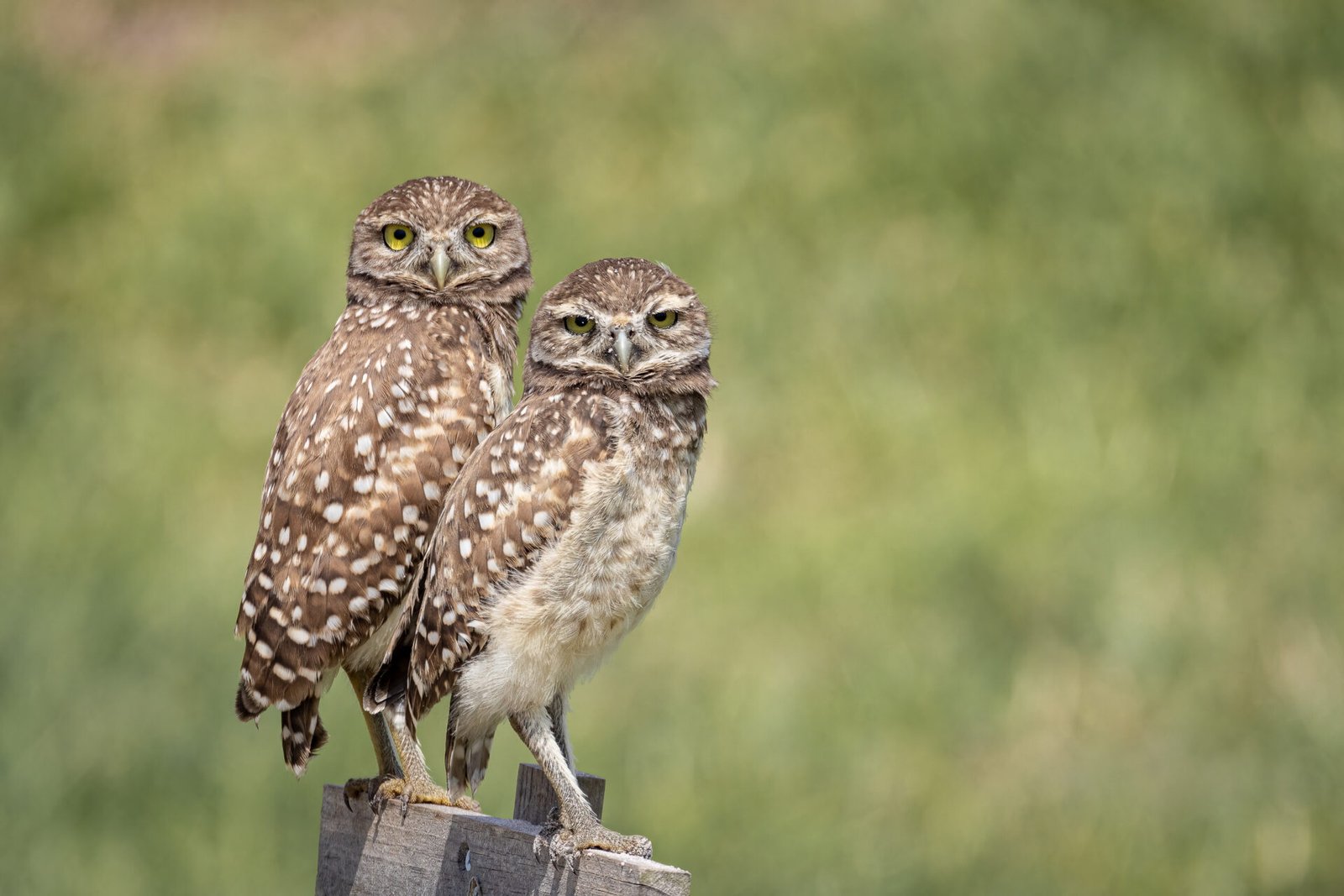 Burrowing Owl Pair Perched On Stake