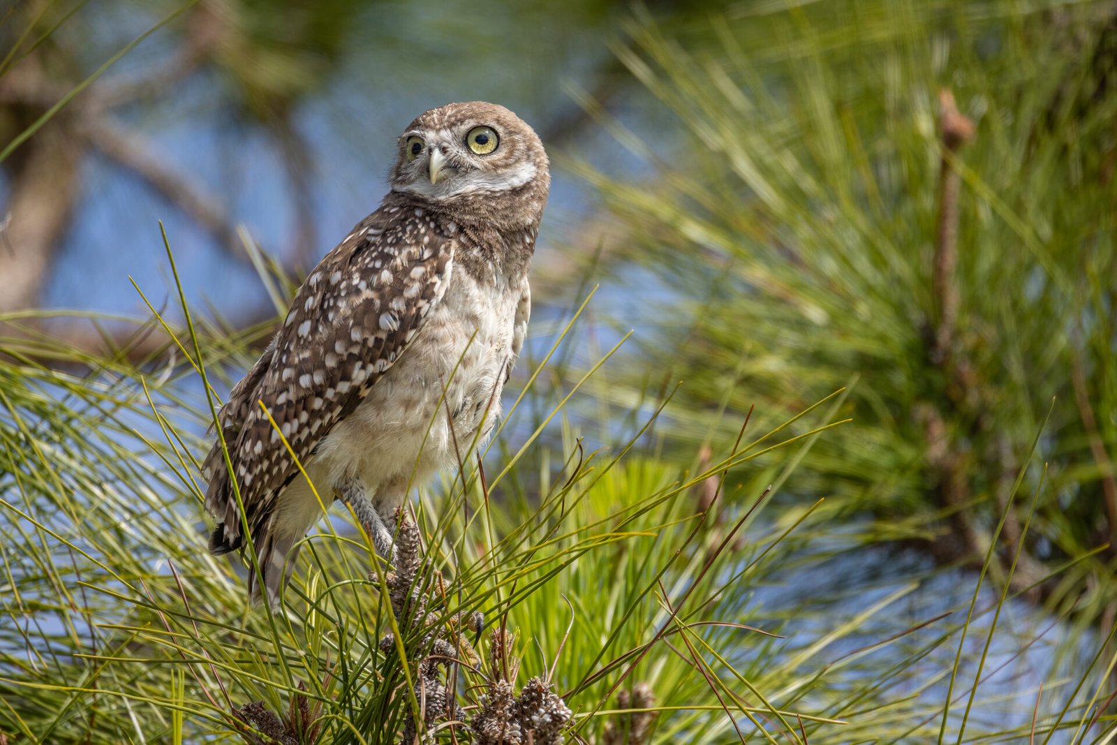 Burrowing Owl Perched In Pine Tree