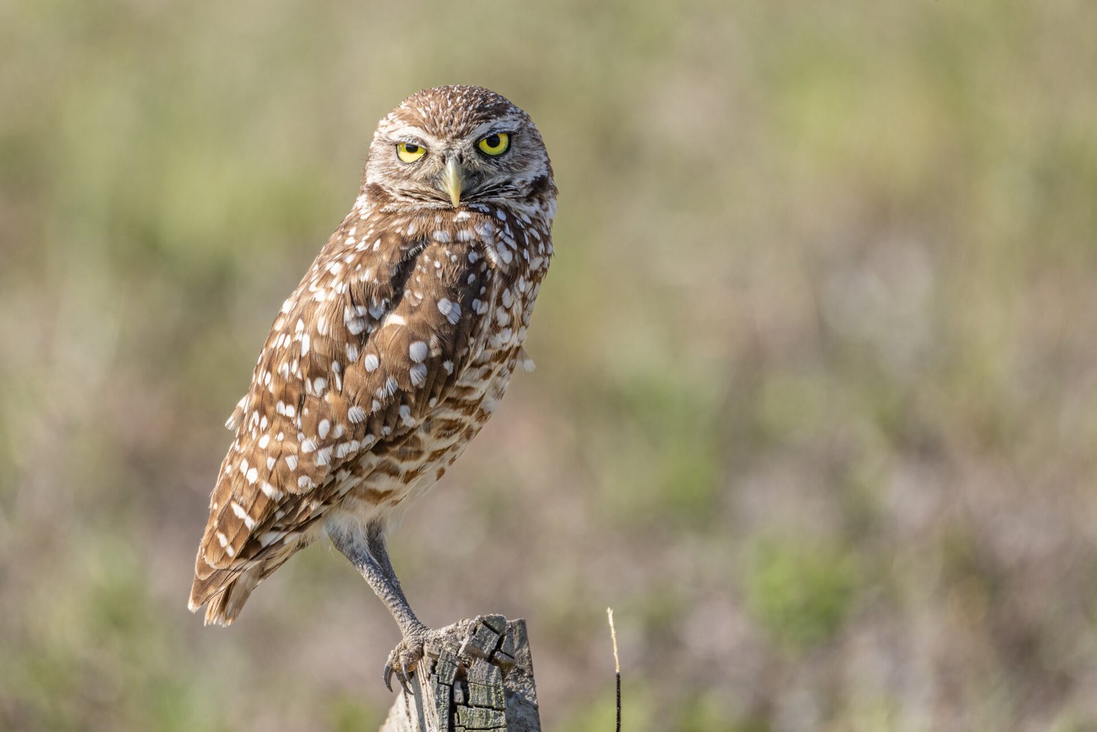 Burrowing Owl Perched On Stake Looking To Right