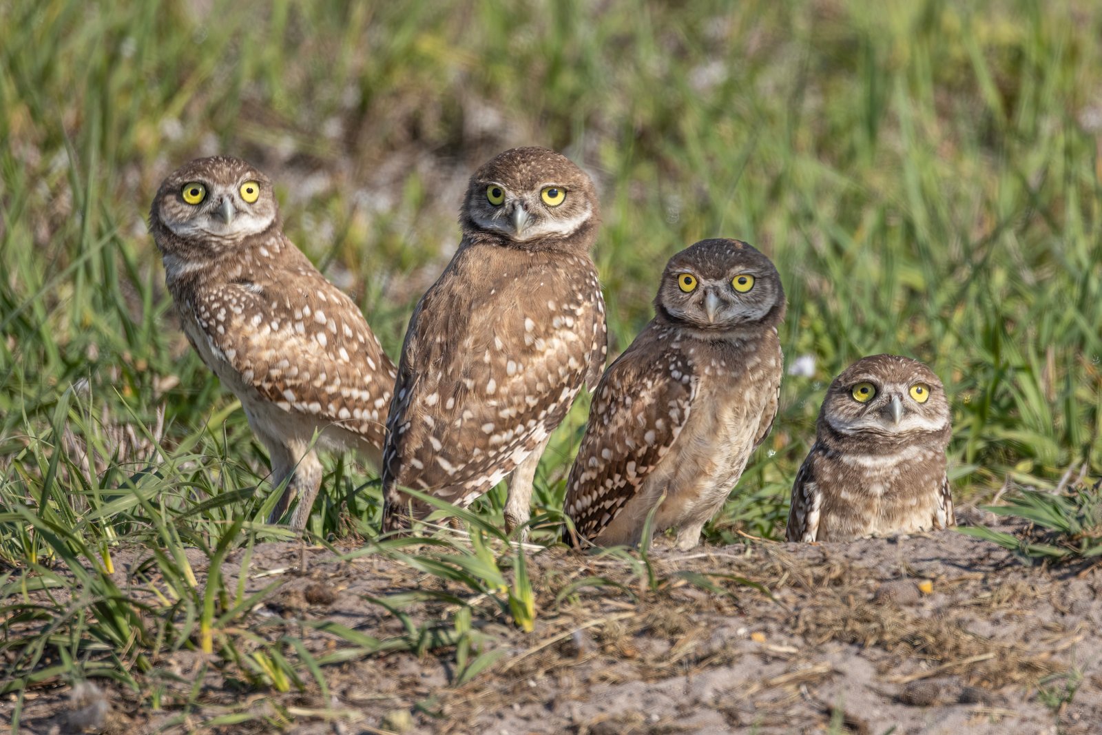 Burrowing Owl Quartet Outside Den