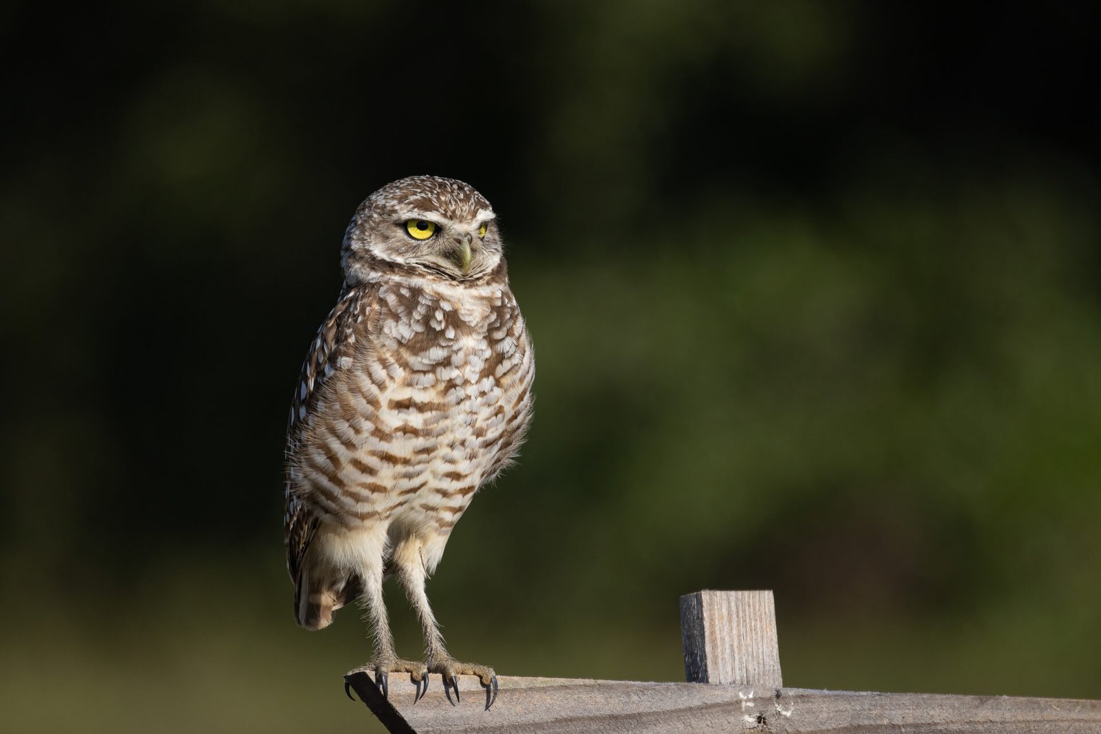 Burrowing Owl Resting On Stake In Sunlight