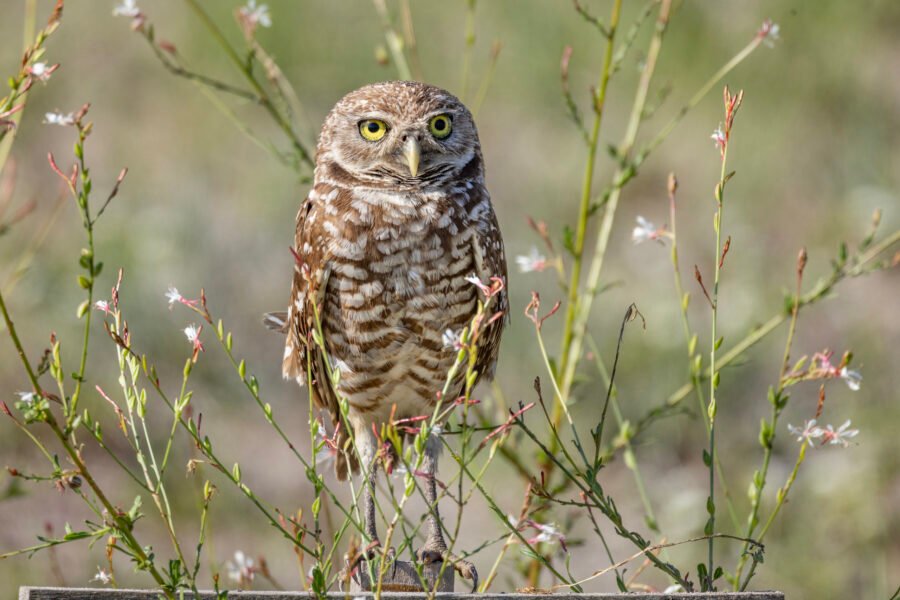 Burrowing Owl Sitting Amongst Pink Flowers